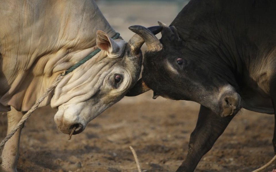Задръстване заради говеда преди занимание на Кот д'Ивоар