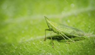 Кой издава най-пронизителния любовен зов?