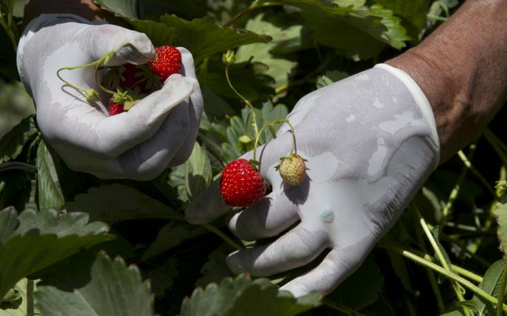 Плодовете, които повдигат най-много настроението