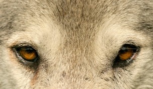 Вълците и кучетата си говорят с очи