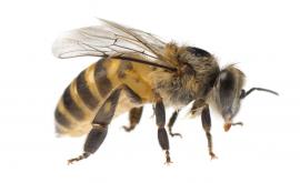  <p>Четири пчели се настаниха в окото на жена</p> 