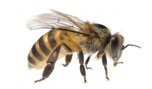 Пчелите са по-чувствителни към пестицидите в лошо време