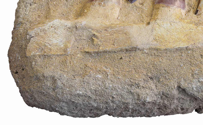 Геолози откриха най-старите фосили в света