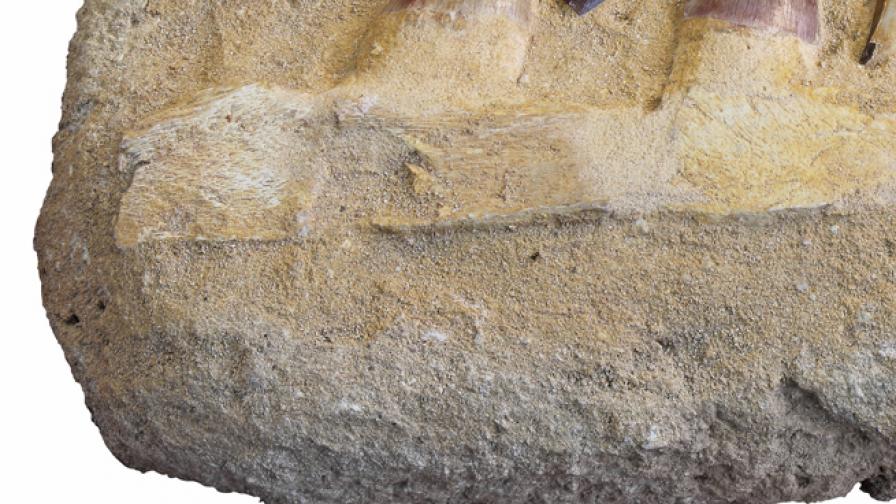 Геолози откриха най-старите фосили в света
