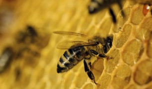 Роботи-пчели ще се опитат да спасят колапса на вида