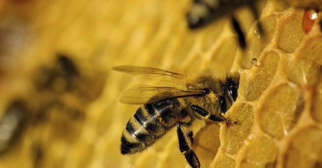 Популацията на пчелите по света продължава да намалява с големи