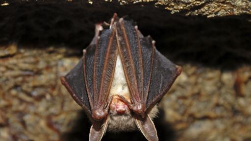  Инфлуенсър от Китай снима по какъв начин яде чорба от прилепи 