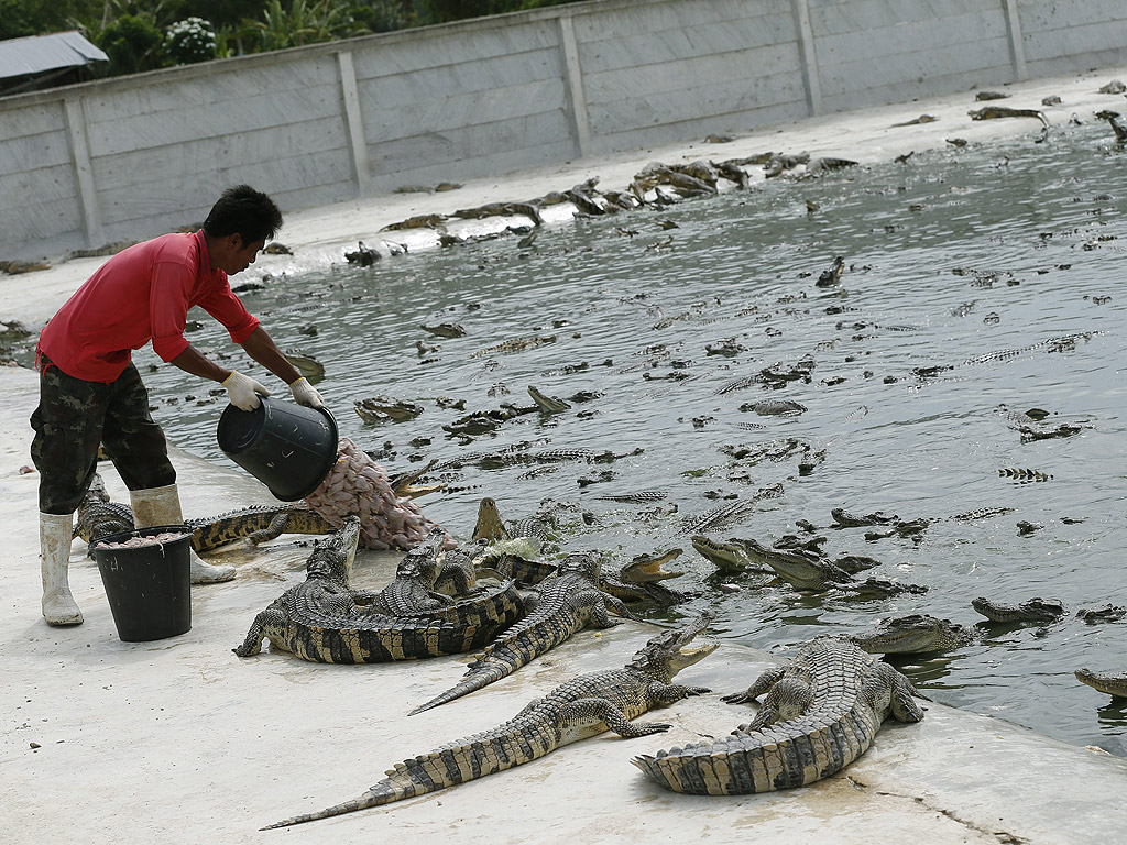 Работник храни с пилешки глави крокодили във ферма в провинция Аютая, Тайланд. Тайланд има повече от осемстотин крокодилски ферми за производство на месо, кръв за медицина и кожа за модни аксесоари. Тайландските продукти от крокодил се изнасят за Япония, Китай, Русия и Европейския пазар, на стойност около два милиарда бата ($ 62.900 милиона или 46,7 милиона евро) на година, според Министерството на рибарството.