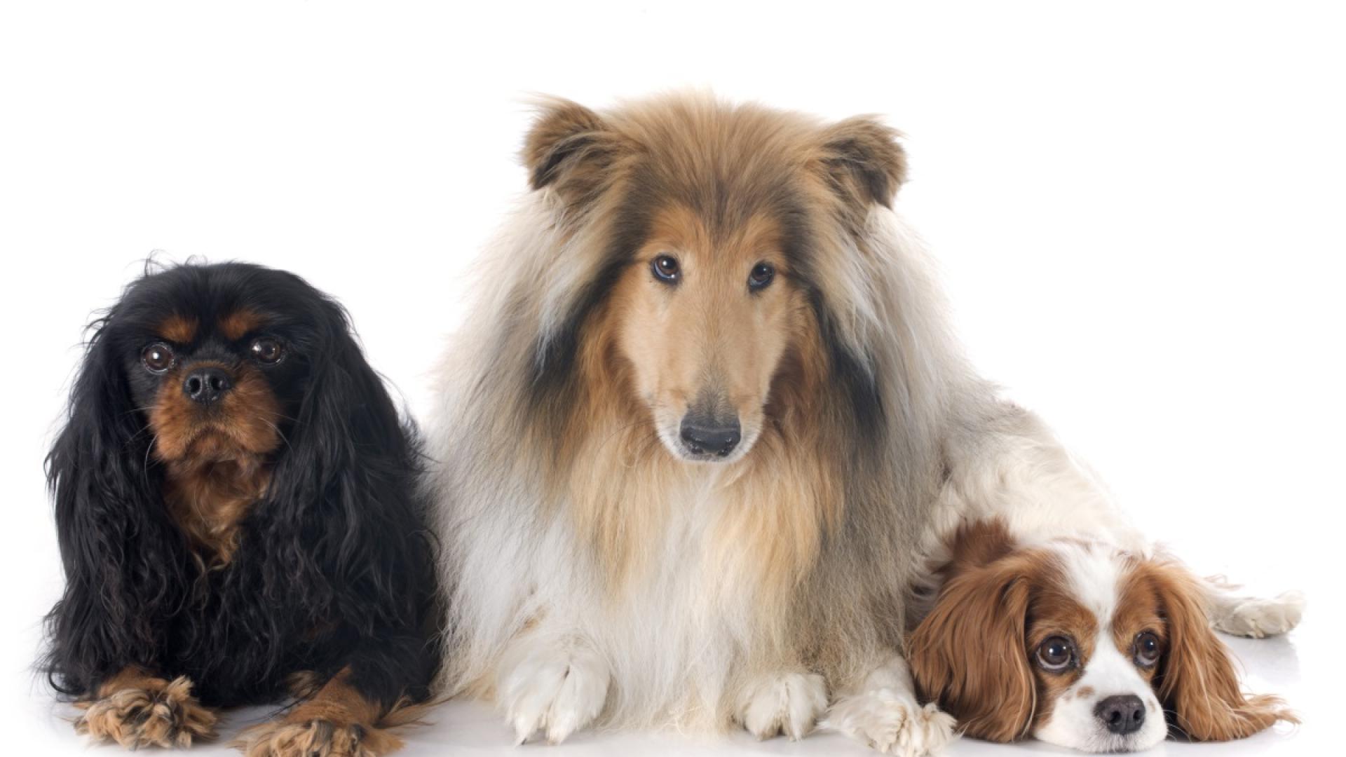 Казва се че кучето е най добрият приятел на човека Това