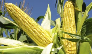 ЕС одобри търговията с 19  генномодифицирани продукта