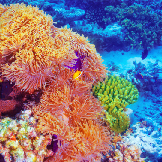 Морското дъно крие неподозирани вълшебства, които хората също могат да опознаят и обикнат. Разнообразна цветна палитра от пъстри риби, водорасли, корали, морски звезди се разкрива пред всеки, дръзнал да покори света под водата и да се гмурне към тайнствата на морското дъно.