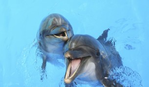 Делфините разговарят помежду си с изречения