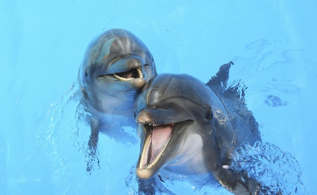 Делфините и китовете пищят от щастие