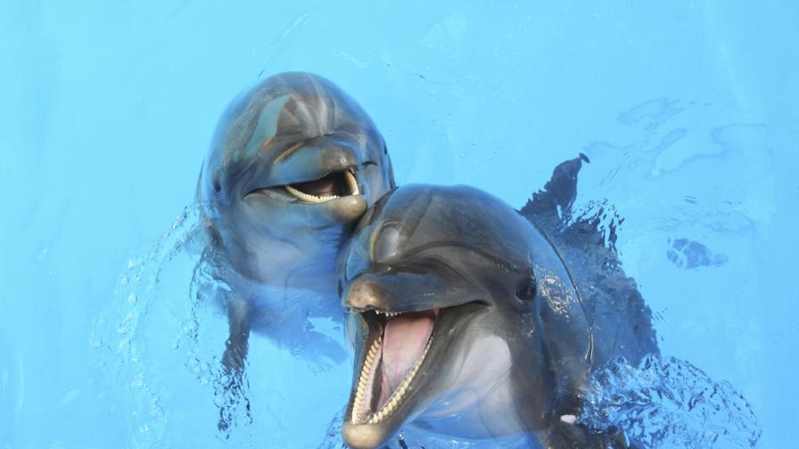 Делфините разговарят помежду си с изречения