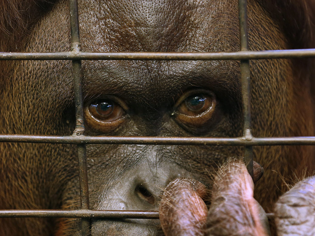 Тайландските зоологически градини търпят критика от любителите и защитниците на животните, както и туристите, защото не показват грижа и хуманно отношение към животните, а само използват животните за развлечение и за да се снимат с тях. Критици казват, че това няма нищо общо с опазването и изучаването на животните, а само с печалба от тяхното показване. По-голямата част от света се измества към хуманно отношение към животните и природен начин на живот и еко-туризъм, любителите на дивата природа казват, че сегашните атракциите само ще навредят на репутация на Тайланд
