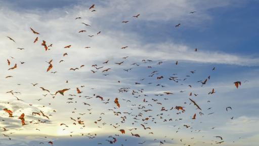  плодови прилепи 