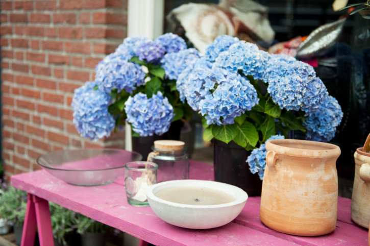 Прелестни хортензии - снимка 16