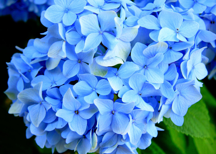 Прелестни хортензии - снимка 5