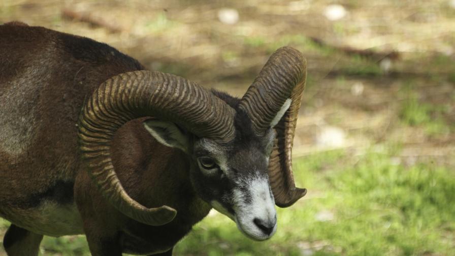 Починали са два муфлона в зоопарка в Стара Загора