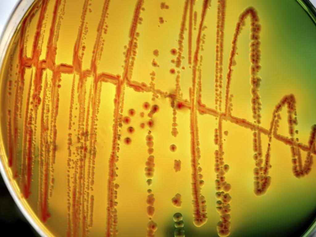 Ястие от мечешко месо на скара се оказало отровно след
