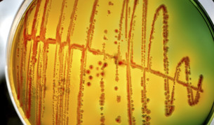 Получиха гориво с помощта на бактерии Е. коли