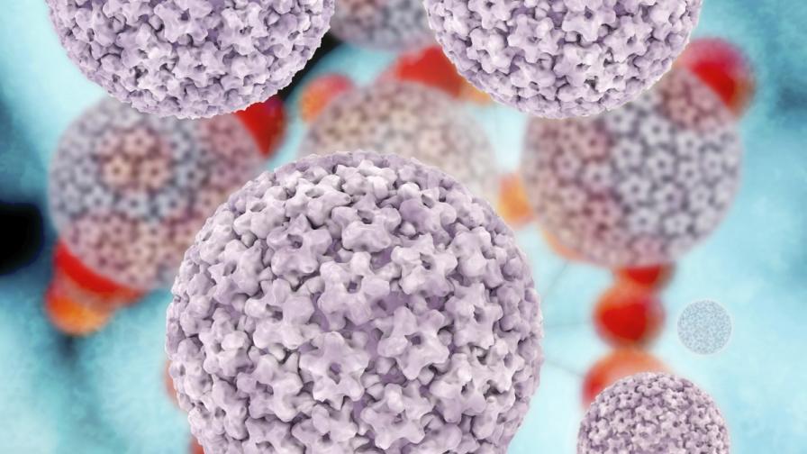 Тест на урина открива човешки папилома вируси