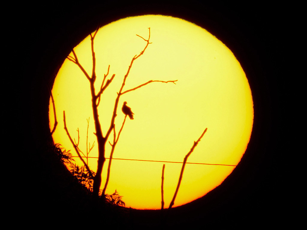 Птица седи на клона на едно дърво срещу изгряващото слънце в близост до Зенде, Германия. Циганското лято е явление средата на септември и началото на октомври в части от Централна Европа