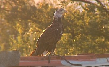 ВИДЕО: Ботев Враца – Лудогорец 1:5