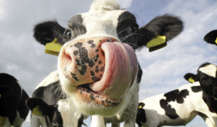 Италиански проект за 11 млн. евро се оказа менте