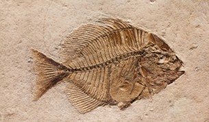 Контактният секс се е появил преди 385 милиона години