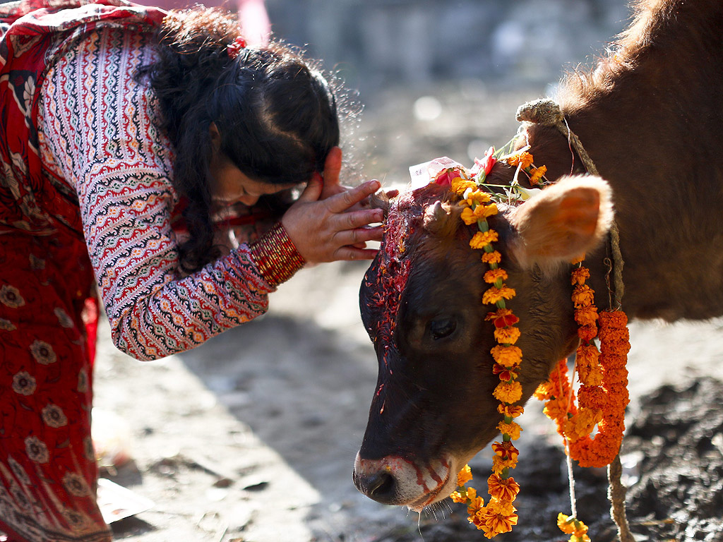 Поклонник се прекланя пред една крава в ден за богослужение, като част от фестивала Тихар в Катманду, Непал. Фестивалът Тихар е вторият най-важен фестивал за непалските индуси. По време на фестивала хората се покланят на крави, които се разглеждат като въплъщение на бог Лакшми, бог на богатството