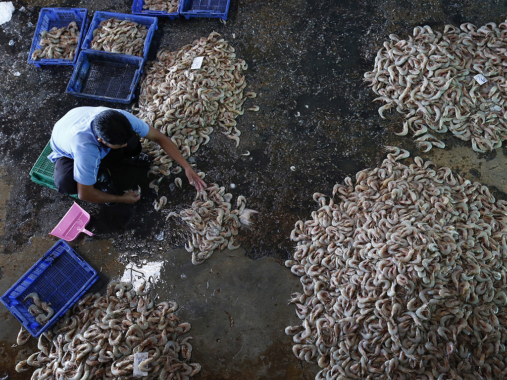 Мъж сортира скариди в Ранонг, Южен Тайланд