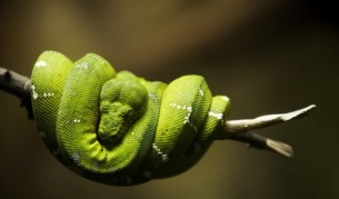 Учени: Външните гениталии са се развили от крайниците