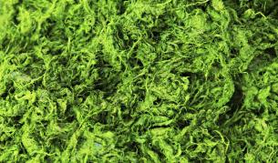 Зелени водорасли