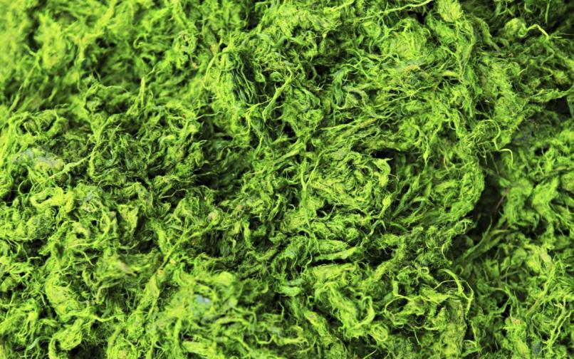 зелени водорасли