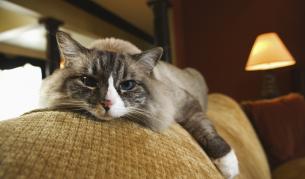 Доказаха уникалността на домашните котки