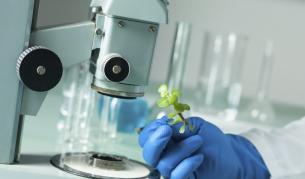 Вируси са променили генома на растения