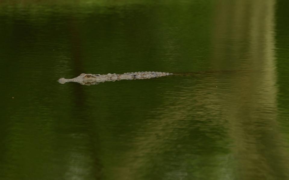 Шок: Крокодил изяде голфър