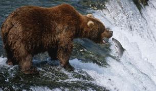 Мечките, вълците и рисовете се завръщат в Европа