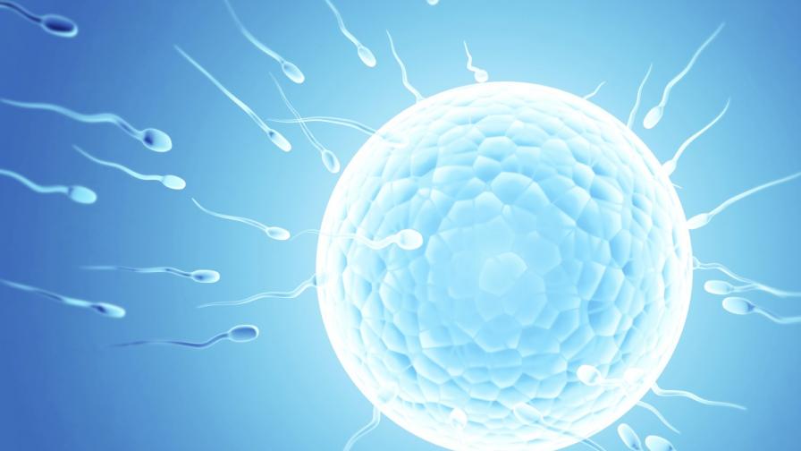 „Изкуствени“ сперма и яйцеклетки вещаят пробив в ин витро терапиите
