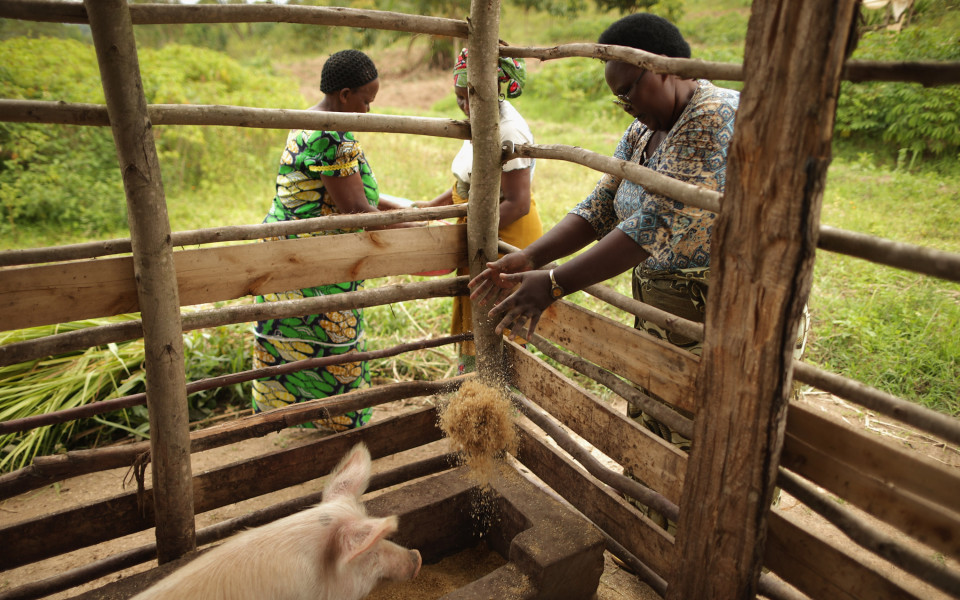Бодливо прасе стана талисман на Купата на Африка