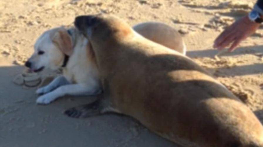 Тюлен и лабрадор се прегръщат на плажа (видео)