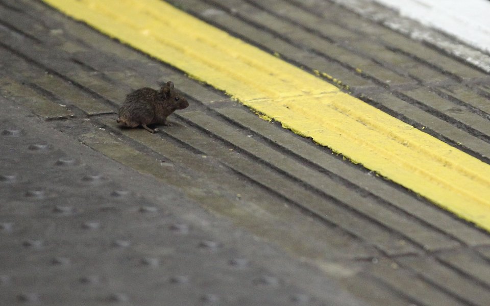 Нашествие от мишки на Олд Трафорд