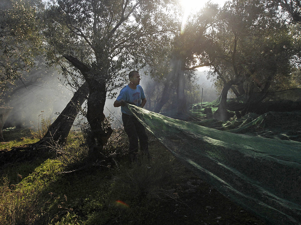 Гърция може да е в криза, но има една област на икономиката си, която е далеч от кризата - зехтина. Производството на зехтин в Гърция идва главно от малките производители, които избират маслините на ръка или бият клоните с пръчки, а маслините събират в мрежи. Зехтина е ключов елемент от средиземноморската диета