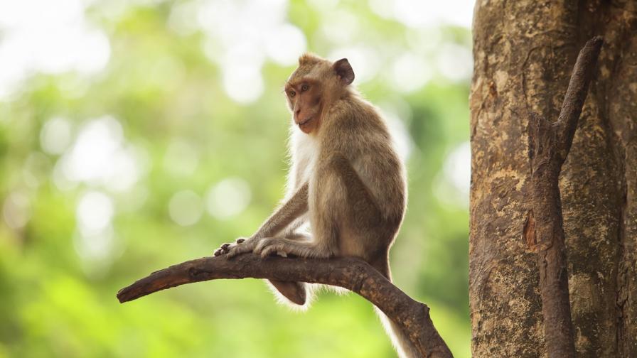 Първите примати са живели по дърветата