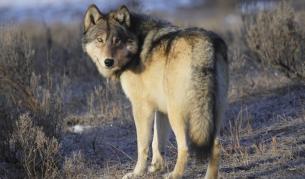 Сив вълк в националния парк Йелоустоун