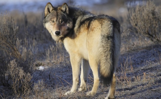 Убийството на сив вълк разтърси Щатите