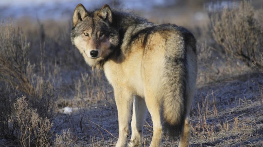 Сив вълк в националния парк Йелоустоун