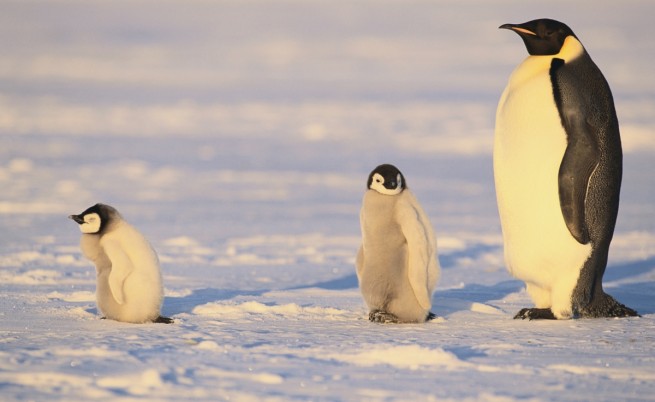 Ледниковата епоха била прекалено студена за пингвините
