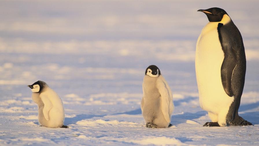 Императорски пингвини